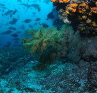 Henderson Rock Dive Site - Tourism TAS