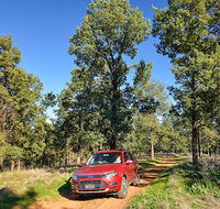 Wallingat Forest drive - Tourism TAS