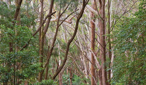 Ulidarra National Park - Hobart Tourism 1