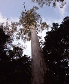Orara East State Forest - Hobart Tourism 3