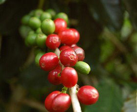 Wombah Coffee Plantation - Tourism TAS 2