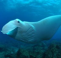 Manta Bommie Dive Site - Tourism TAS