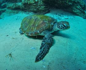 Manta Bommie Dive Site - Tourism TAS 3