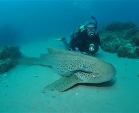 Manta Bommie Dive Site - Tourism TAS 1