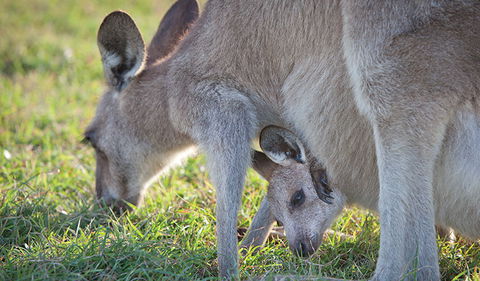 Moonee Beach Nature Reserve - Tourism TAS 2