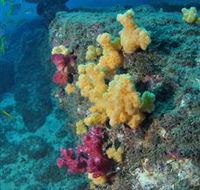 Shag Rock Dive Site - Tourism TAS