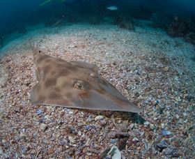 Shag Rock Dive Site - Tourism TAS 1