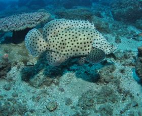 Shag Rock Dive Site - Tourism TAS 2