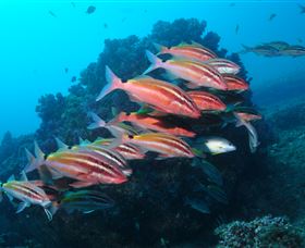 Flat Rock Dive Site - Tourism TAS 0