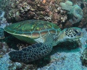 Flat Rock Dive Site - Tourism TAS 1