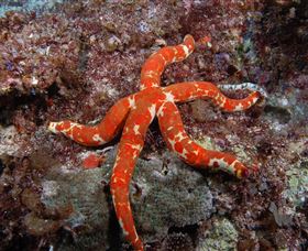 Flat Rock Dive Site - Tourism TAS 2