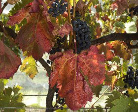 Mimosa Wines - Tourism TAS 1