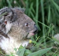 Koala Hospital - Tourism TAS