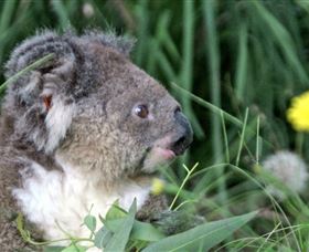 Koala Hospital - Tourism TAS 0