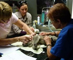 Koala Hospital - Tourism TAS 2