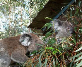 Koala Hospital - Tourism TAS 7