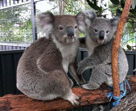 Koala Hospital - Tourism TAS 5