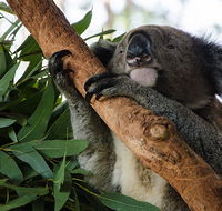 Macquarie Nature Reserve - Tourism TAS