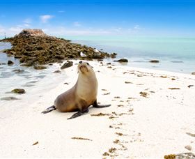 Abrolhos Islands - Tourism TAS 2