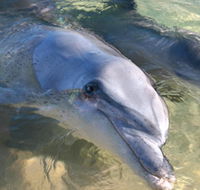 Dolphins of Monkey Mia - Tourism TAS