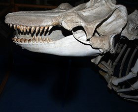 Killer Whale Trail - Tourism TAS 3