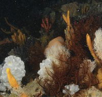 Point Hicks Marine National Park - Tourism TAS