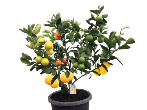 Fruit Salad Tree Company - Tourism TAS 3