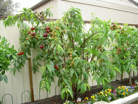 Fruit Salad Tree Company - Tourism TAS 4