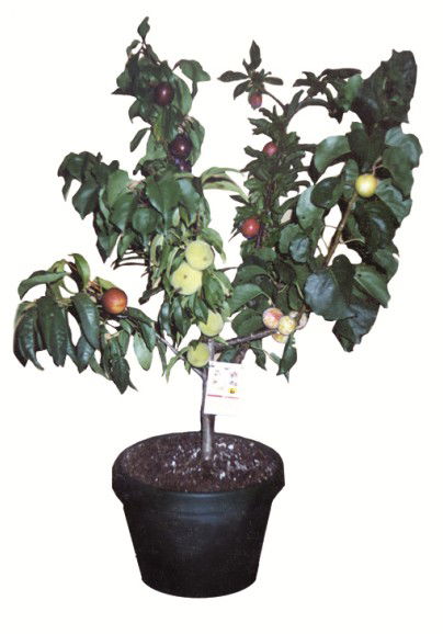 Fruit Salad Tree Company - Tourism TAS 5