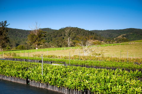 Fruit Salad Tree Company - Tourism TAS 6