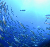 Cape Byron Marine Park - Hobart Tourism