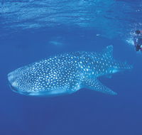 Ningaloo Reef - Tourism TAS