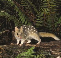 Tarkine Forest Reserve - Tourism TAS