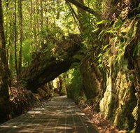 Philosopher Falls - Tourism TAS