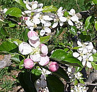 Avro Park Orchards - Hobart Tourism