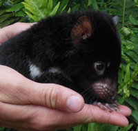 Crawn Motors - Tourism TAS