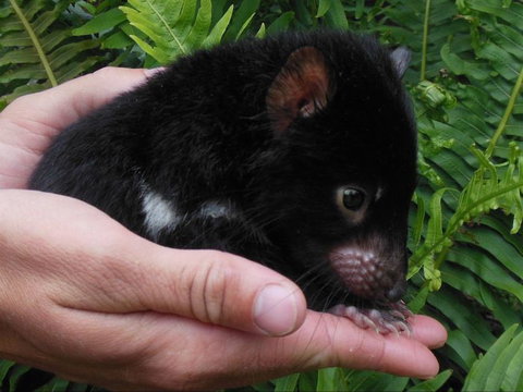 Crawn Motors - Tourism TAS 0