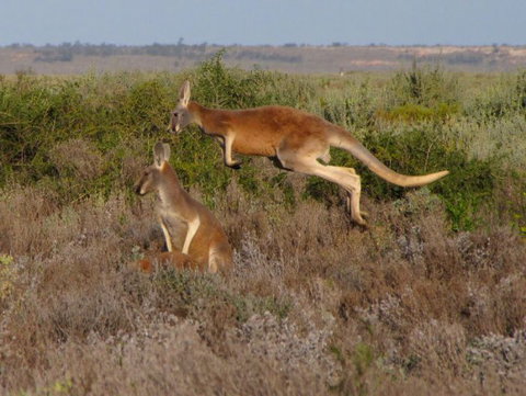 Echidna Walkabout Nature Tours - Tourism TAS 11