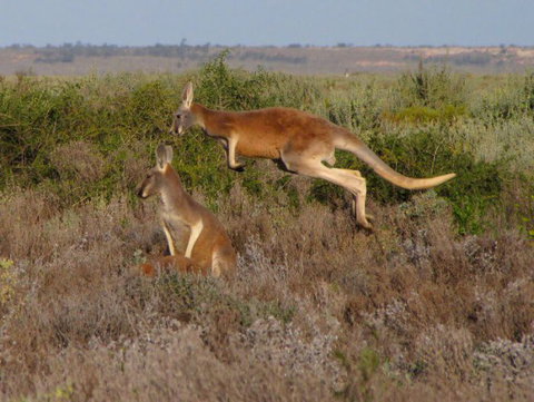 Echidna Walkabout Nature Tours - Tourism TAS 13