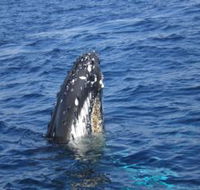 Jervis Bay Whales - Hobart Tourism