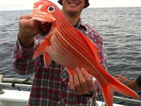 Goin' Off Safaris - Tourism TAS 0