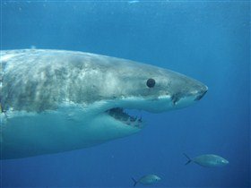 Goin' Off Safaris - Tourism TAS 6