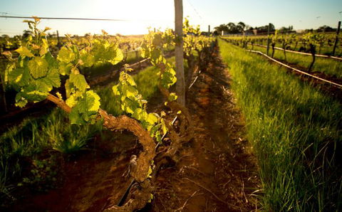 Kaesler Old Vine Vineyard Tour - Hobart Tourism 0