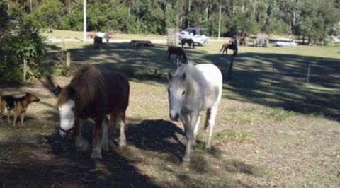 AAA Horse Riding & More - Tourism TAS 2