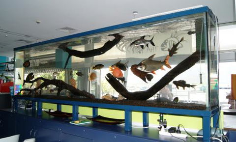 Aquariums In Cairns - Tourism TAS 2