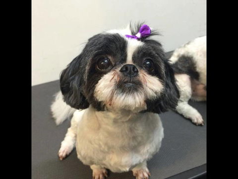 Pets Wonderland - Hobart Tourism 4