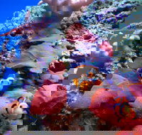 Tropical Marine Centre - Tourism TAS