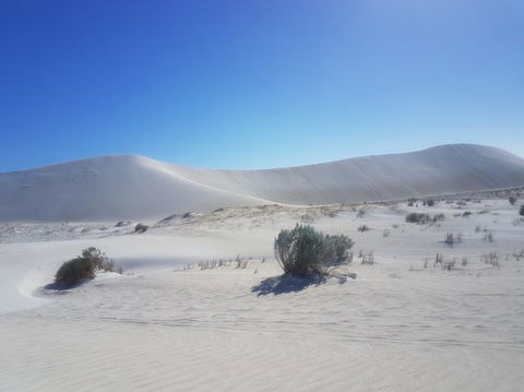 Pinnacles Desert, Koalas And Sandboarding 4WD Day Tour From Perth - Hobart Tourism 2