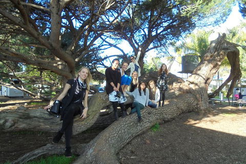 1/2 Day Swan Valley Wine Cheese & Chocolate Tour Inc Afternoon Cruise To Perth - Hobart Tourism 10