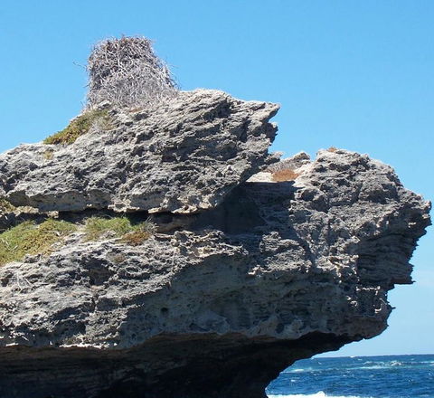 Rottnest Island Tour From Perth Or Fremantle Including Adventure Speed Boat Ride - Hobart Tourism 7